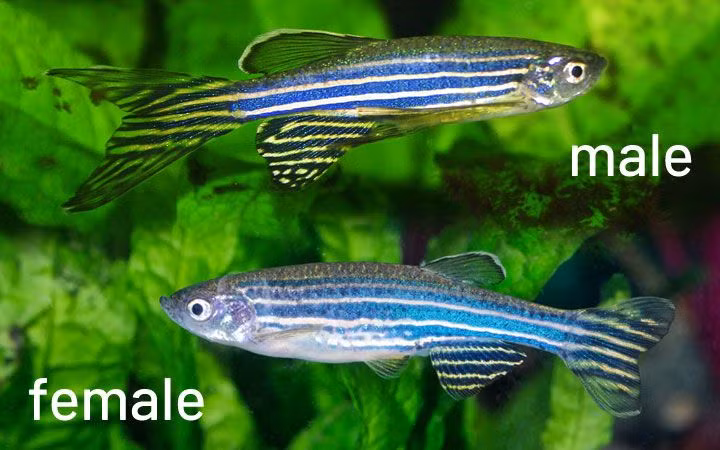  7. Cá đực và cá cái có sự khác biệt. Cá đực thường thon gọn và có màu xanh đậm hơn, trong khi cá cái thường có bụng tròn và nhạt màu hơn – một mẹo hay để phân biệt giới tính khi nuôi. Ảnh: Pinterest.