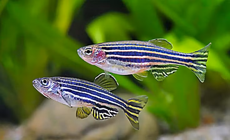  1. Cá ngựa vằn là mẫu vật lý tưởng cho nghiên cứu khoa học. Cá ngựa vằn được sử dụng rộng rãi trong nghiên cứu khoa học, đặc biệt là trong lĩnh vực di truyền và phát triển phôi, nhờ vào khả năng sinh sản nhanh và trứng trong suốt dễ quan sát. Ảnh: Pinterest.