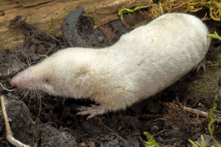  7. Nghiên cứu về nọc chuột chù có thể mở ra hướng điều trị y học mới. Nọc độc của chuột chù chứa các enzym và phân tử đặc biệt, có thể được khai thác để phát triển thuốc giảm đau hoặc chống đông máu. Ảnh: Pinterest.