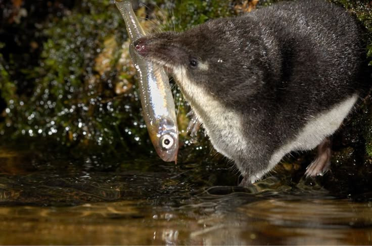  5. Một loài khác là chuột chù nước Neomys fodiens Loài này sống ở châu Âu và có thể sử dụng nọc độc để săn cá hoặc động vật không xương sống dưới nước. Ảnh: Pinterest.