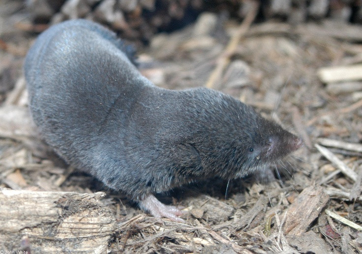  2. Nọc độc được truyền qua răng thay vì ngòi chích. Chuột chù sử dụng răng cửa sắc nhọn ở hàm dưới để đưa nọc độc vào cơ thể con mồi khi cắn. Ảnh: Pinterest.