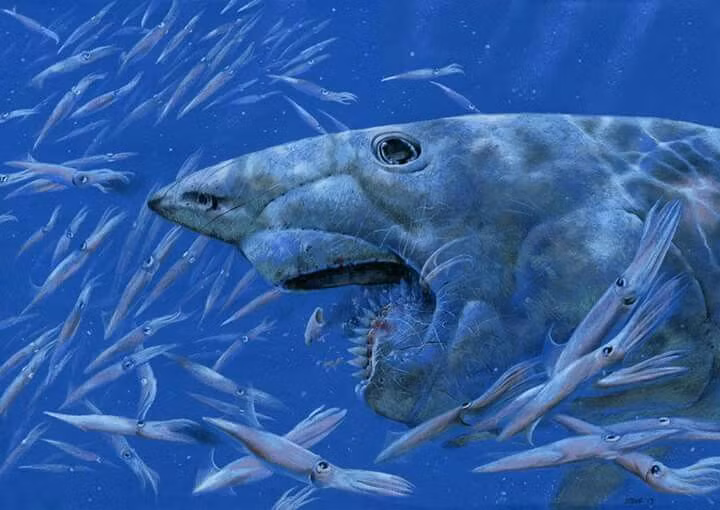  5. Chiều dài có thể lên tới hơn 10 mét. Ước tính một số cá thể Helicoprion trưởng thành có thể dài hơn 10 mét – tương đương một chiếc xe buýt – khiến nó trở thành một trong những loài cá mập cổ đại lớn nhất. Ảnh: Pinterest.