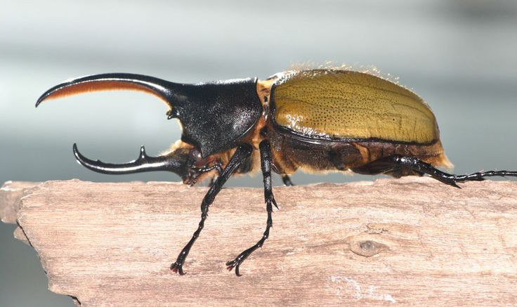  2. Có sức mạnh vượt trội so với kích thước. Chúng có thể mang vật nặng gấp 850 lần trọng lượng cơ thể – một trong những tỷ lệ sức mạnh cao nhất từng được ghi nhận trong thế giới động vật. Ảnh: Pinterest.