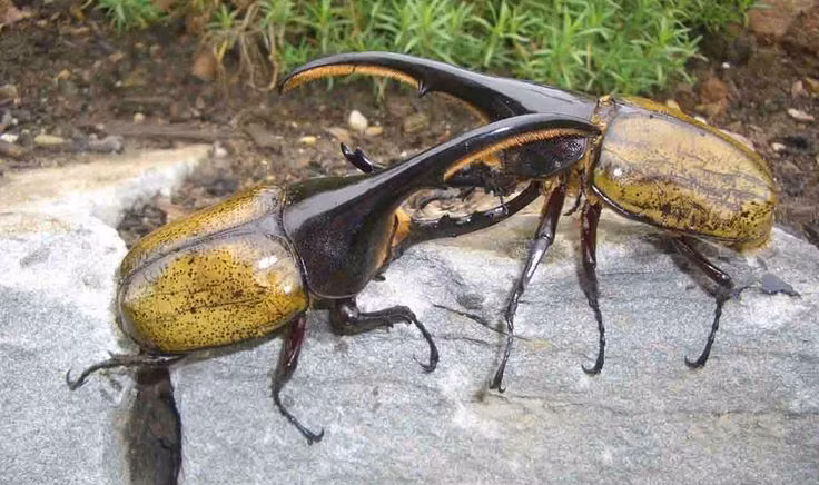  3. Chiếc sừng lớn chỉ có ở con đực. Sừng của bọ hung Hercules đực dùng để chiến đấu tranh giành bạn tình, còn con cái thì hoàn toàn không có sừng. Ảnh: Pinterest.