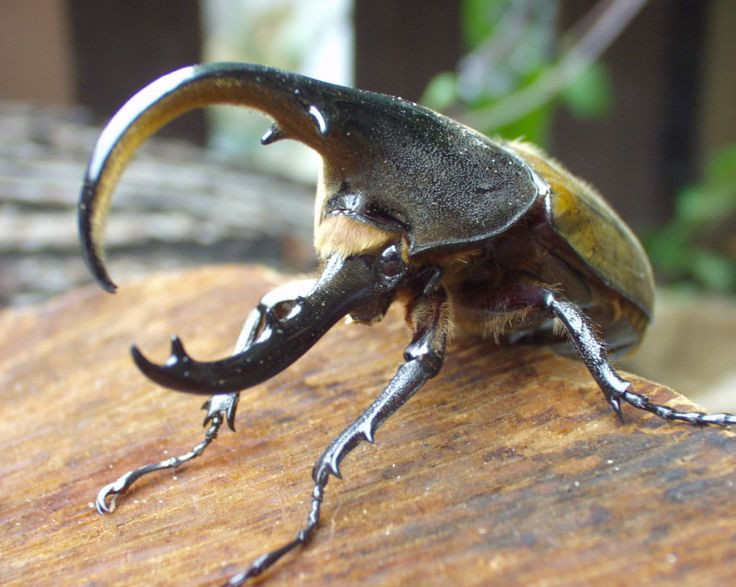  5. Vòng đời đặc biệt. Từ khi còn là ấu trùng đến khi trưởng thành, bọ hung Hercules có thể mất tới 2 năm – trong đó giai đoạn ấu trùng kéo dài nhất. Ảnh: Pinterest.