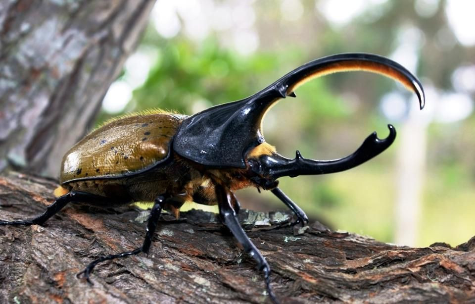  6. Sinh sống trong rừng mưa nhiệt đới Trung và Nam Mỹ. Loài bọ này thường được tìm thấy ở những khu rừng ẩm ướt từ Mexico đến vùng Amazon. Ảnh: Pinterest.