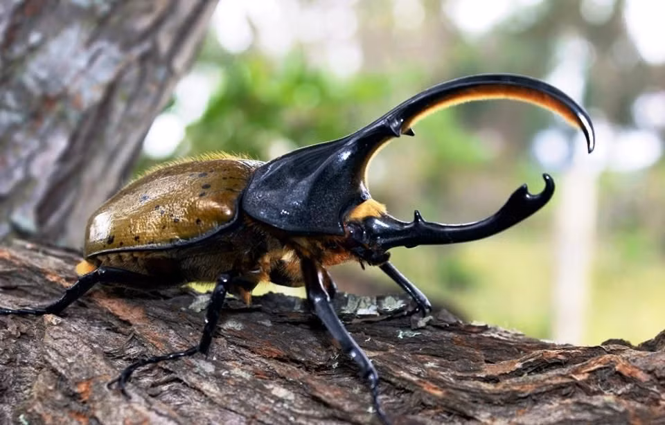  6. Sinh sống trong rừng mưa nhiệt đới Trung và Nam Mỹ. Loài bọ này thường được tìm thấy ở những khu rừng ẩm ướt từ Mexico đến vùng Amazon. Ảnh: Pinterest.