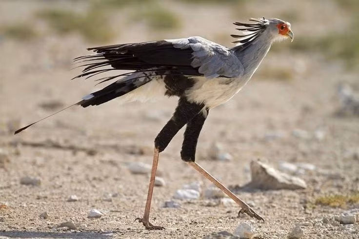  4. Là loài chim săn mồi nhưng thích đi bộ hơn bay. Diều ăn rắn dành tới 2/3 thời gian trong ngày để đi bộ tìm kiếm thức ăn trên mặt đất thay vì bay. Chúng có thể đi bộ tới 30km/ngày. Ảnh: Pinterest.