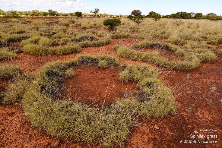  6. Cũng có thể do cơ chế tự tổ chức của thực vật. Một giả thuyết khác cho rằng cỏ trong khu vực khô hạn tự điều chỉnh sự phân bố của mình để tối ưu hóa việc hấp thụ nước, tạo ra các khoảng trống theo mô hình vòng tròn. Ảnh: Pinterest.