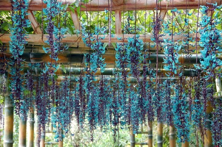  1. Có màu xanh ngọc hiếm gặp trong thế giới thực vật. Màu sắc đặc trưng của hoa móng cọp là sự kết hợp giữa các sắc tố anthocyanin và flavonoid, tạo nên tông xanh ngọc bích hiếm thấy ở các loài hoa khác. Ảnh: Pinterest.