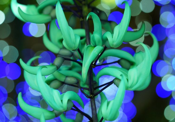  8. Là biểu tượng của sự bí ẩn và vẻ đẹp hiếm có. Với màu sắc quyến rũ và hình dáng độc đáo, hoa móng cọp thường được xem là biểu tượng của vẻ đẹp kỳ lạ, huyền bí và khó nắm bắt trong thế giới tự nhiên. Ảnh: Pinterest.