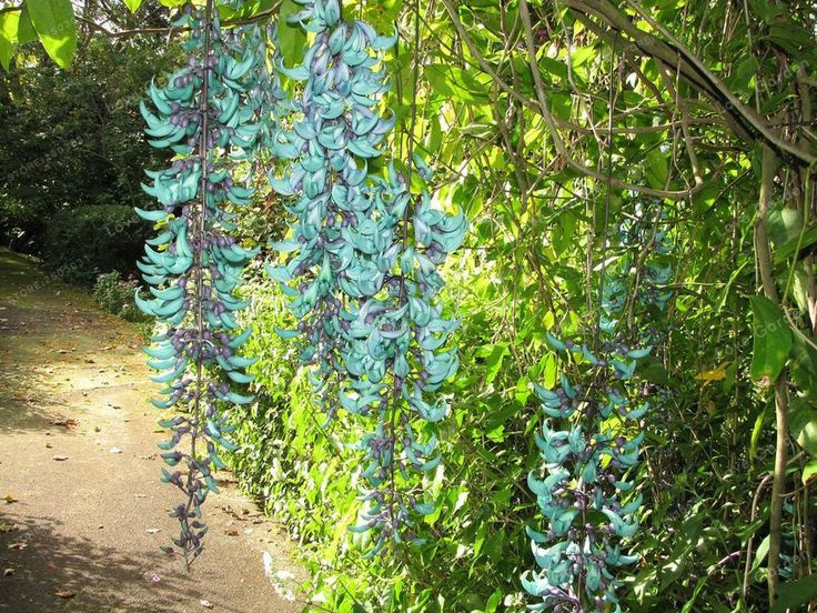  3. Là loài dây leo thuộc họ Đậu. Mặc dù có vẻ ngoài khác biệt, hoa móng cọp thực chất là một loài dây leo trong họ Đậu (Fabaceae), cùng họ với đậu nành, đậu Hà Lan và nhiều loại đậu quen thuộc khác. Ảnh: Pinterest.