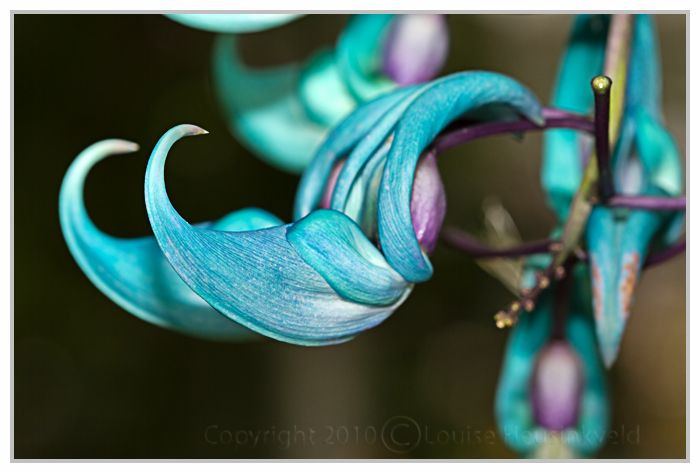  5. Có thể phát sáng vào ban đêm. Dưới ánh trăng hoặc đèn UV, hoa móng cọp có khả năng phát ra ánh sáng nhờ vào các sắc tố đặc biệt trong cánh hoa, giúp thu hút các loài thụ phấn vào ban đêm. Ảnh: Pinterest.