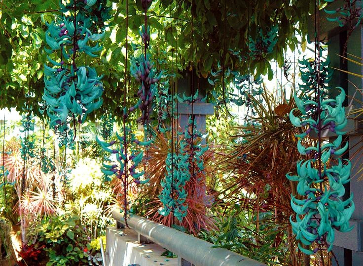  6. Phát triển mạnh trong môi trường nhiệt đới. Loài hoa này có nguồn gốc từ các khu rừng nhiệt đới Philippines, nơi có khí hậu ấm áp và độ ẩm cao – điều kiện lý tưởng để chúng phát triển mạnh mẽ. Ảnh: Pinterest.