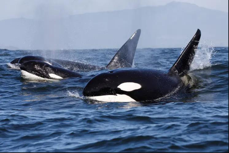 Vụ việc khiến giới khoa học ngạc nhiên bởi quy mô và sự phối hợp cực kỳ chính xác trong cách săn mồi của loài cá voi sát thủ. Sau đây là loạt sự thật thú vị hé lộ phần nào hé lộ chiến thuật săn mồi tàn bạo của loài động vật này. Ảnh: Shutterstock.