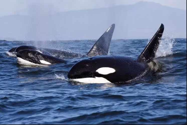 Vụ việc khiến giới khoa học ngạc nhiên bởi quy mô và sự phối hợp cực kỳ chính xác trong cách săn mồi của loài cá voi sát thủ. Sau đây là loạt sự thật thú vị hé lộ phần nào hé lộ chiến thuật săn mồi tàn bạo của loài động vật này. Ảnh: Shutterstock.