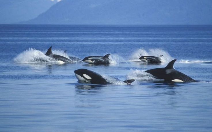  1. Chọn mục tiêu yếu nhất để tấn công trước Cá voi sát thủ thường nhắm vào con mồi non hoặc yếu nhất trong đàn để giảm nguy cơ phản công từ những con trưởng thành. Ảnh: Pinterest.