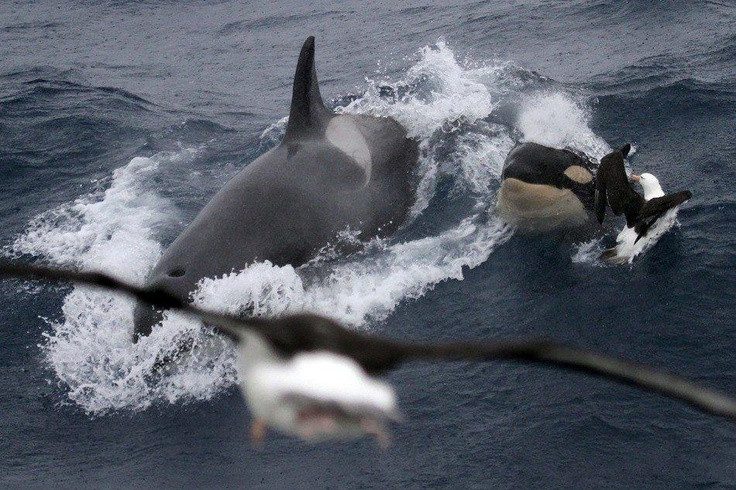  3. Biết tận dụng sóng do chính mình tạo ra để hạ gục con mồi Với các loài nằm trên tảng băng như hải cẩu, cá voi sát thủ có thể hợp sức tạo sóng lớn đánh đổ tảng băng, khiến con mồi rơi xuống nước. Ảnh: Pinterest.