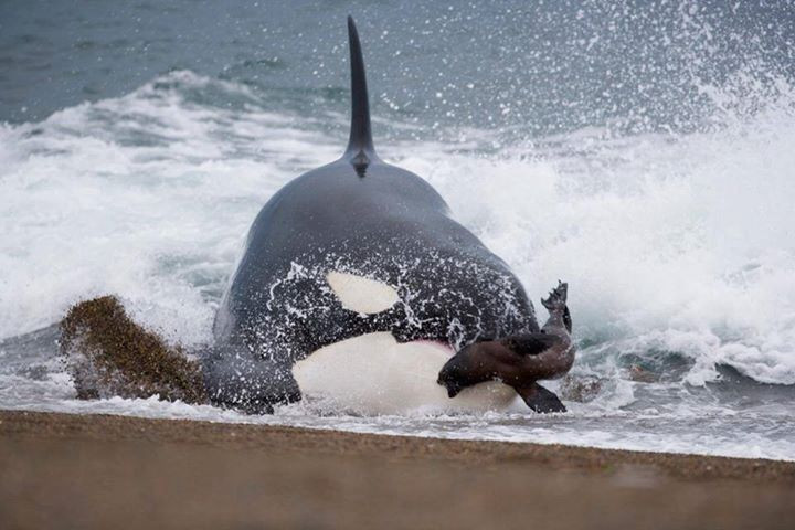  5. Không giết mồi ngay lập tức mà "vờn" con mồi cho kiệt sức Cá voi sát thủ thường tấn công theo lượt, khiến con mồi kiệt sức rồi mới tung đòn kết liễu, giống như cách mèo vờn chuột. Ảnh: Pinterest.