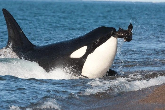  4. Có thể truy đuổi con mồi trong nhiều giờ đồng hồ Trong vụ việc cá voi xanh lùn, cuộc tấn công kéo dài suốt 5 giờ, cho thấy sức bền và sự kiên trì phi thường trong việc triệt hạ mục tiêu. Ảnh: Pinterest.