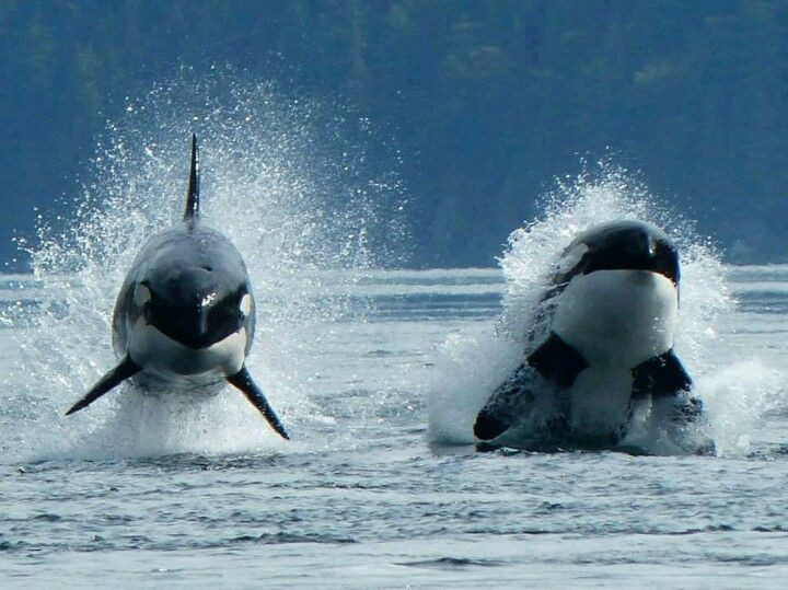  2. Cá voi sát thủ thường chia đội hình để bao vây và cô lập con mồi Chúng sử dụng chiến thuật chia nhóm để ngăn con mồi thoát thân, thường bao vây từ nhiều hướng và buộc mục tiêu đi vào "vùng chết". Ảnh: Pinterest.