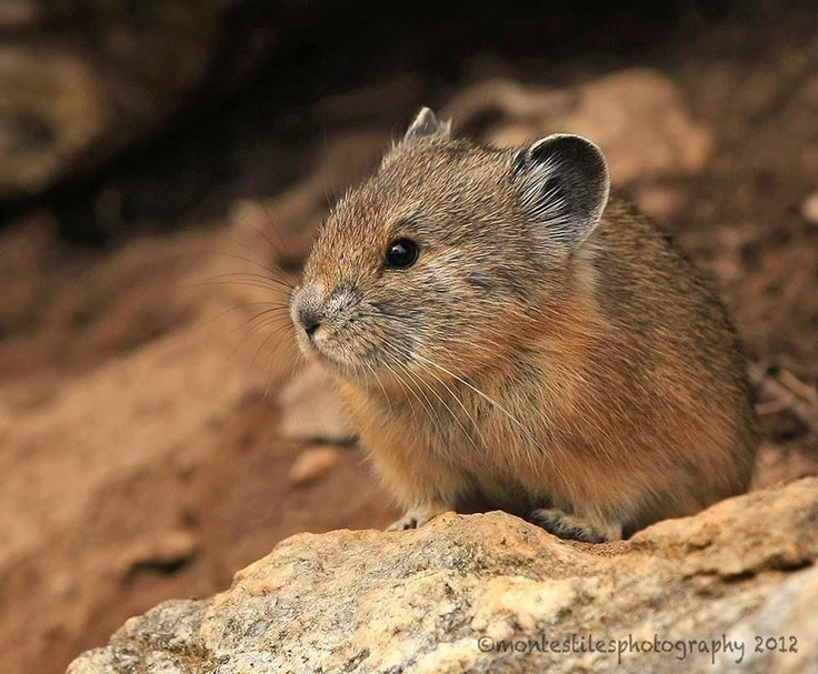 7. Loài này đang trên bờ vực tuyệt chủng. Theo các nhà nghiên cứu, số lượng Thỏ rừng Ili Pika có thể chỉ còn chưa đến 1.000 cá thể ngoài tự nhiên, khiến chúng trở thành loài có nguy cơ tuyệt chủng rất cao. Ảnh: Pinterest.