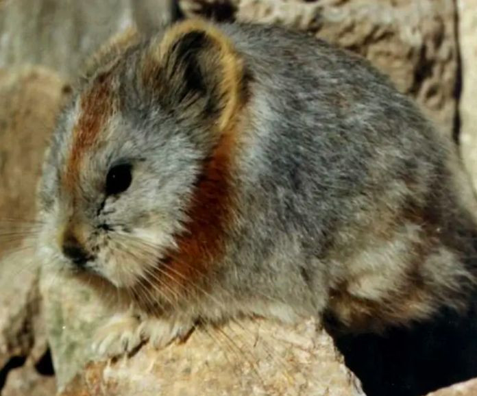  6. Chúng không phải là loài thỏ thật sự. Mặc dù tên gọi có chữ “thỏ”, nhưng Ili Pika thuộc họ Ochotonidae – họ khác với họ Leporidae của thỏ thông thường – và chúng có đặc điểm sinh học riêng biệt. Ảnh: Pinterest.