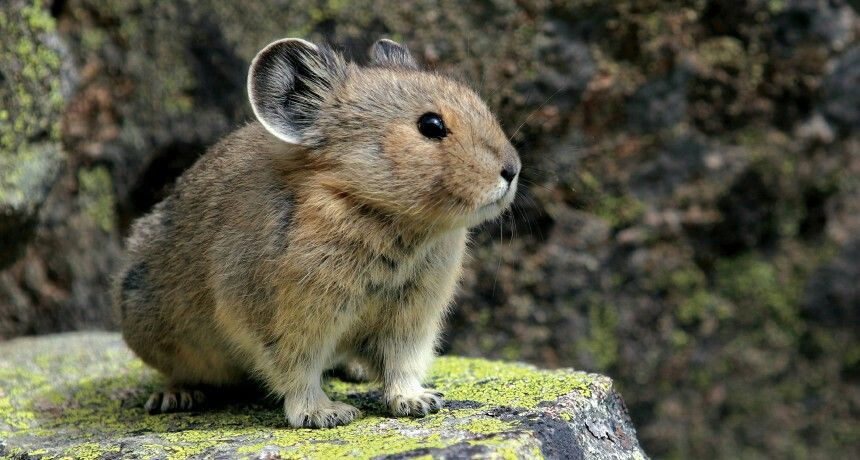  8. Tương lai bấp bênh do biến đổi khí hậu. Nhiệt độ tăng cao và thay đổi môi trường sống do biến đổi khí hậu là nguyên nhân chính đẩy Thỏ rừng Ili Pika vào nguy cơ biến mất khỏi thế giới. Ảnh: Pinterest.