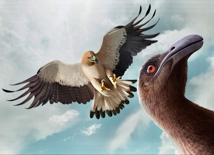  2. Có thể săn chim Moa – loài chim không biết bay nặng hơn 200 kg. Chim Moa khổng lồ là con mồi chính của đại bàng Haast, cho thấy sức mạnh săn mồi phi thường của loài chim săn mồi này. Ảnh: Pinterest.