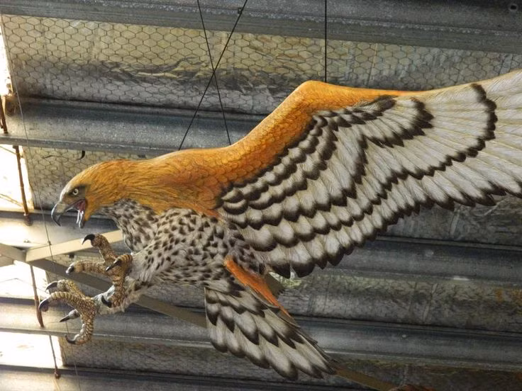  8. Được phục dựng hình ảnh qua công nghệ hiện đại. Ngày nay, nhờ công nghệ mô phỏng và hóa thạch, các nhà khoa học có thể tái hiện diện mạo oai hùng của đại bàng Haast trong các viện bảo tàng và phim tài liệu. Ảnh: Pinterest.