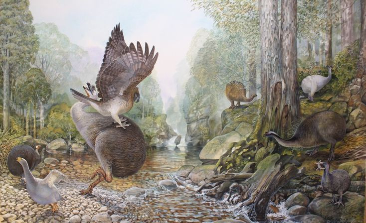  5. Chỉ sống tại New Zealand. Loài đại bàng khổng lồ này chỉ sinh sống trên đảo Nam của New Zealand – một ví dụ kinh điển về tiến hóa cô lập trên đảo. Ảnh: Pinterest.