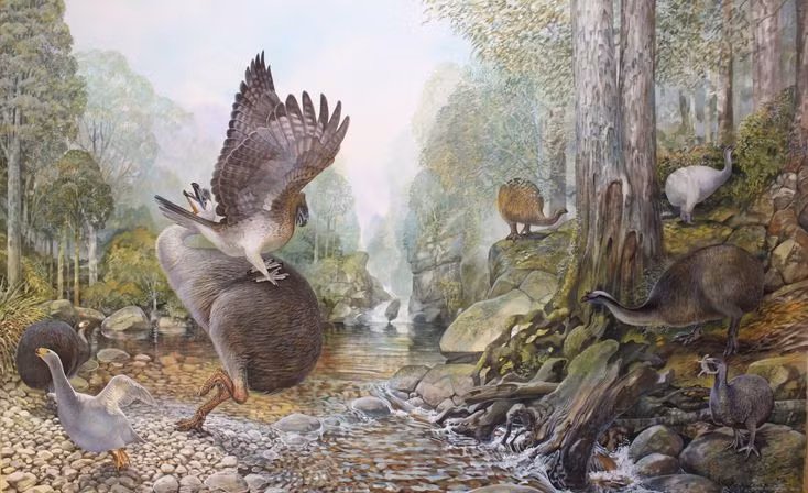  5. Chỉ sống tại New Zealand. Loài đại bàng khổng lồ này chỉ sinh sống trên đảo Nam của New Zealand – một ví dụ kinh điển về tiến hóa cô lập trên đảo. Ảnh: Pinterest.