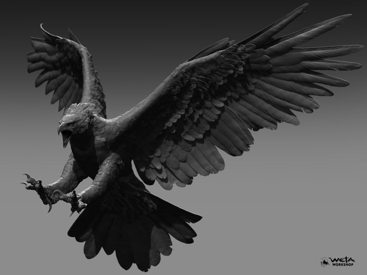  4. Tuy to lớn nhưng có khả năng bay lượn linh hoạt. Nhờ bộ cánh rắn chắc và cơ bắp phát triển, đại bàng Haast có thể bay xuyên rừng rậm và tấn công từ trên cao rất hiệu quả. Ảnh: Pinterest.