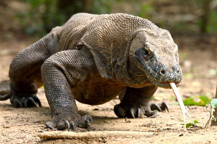 2. Nọc độc trong nước bọt. Nước bọt của rồng Komodo chứa hợp chất độc hại giúp làm tê liệt con mồi sau khi bị cắn, hỗ trợ việc săn bắt hiệu quả. Ảnh: Pinterest.