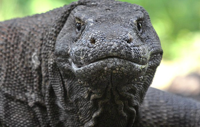 3. Khứu giác siêu nhạy. Rồng Komodo sử dụng lưỡi dài để quét hơi và phát hiện mùi, có thể ngửi con mồi ở cách xa tới 9 km. Ảnh: Pinterest.