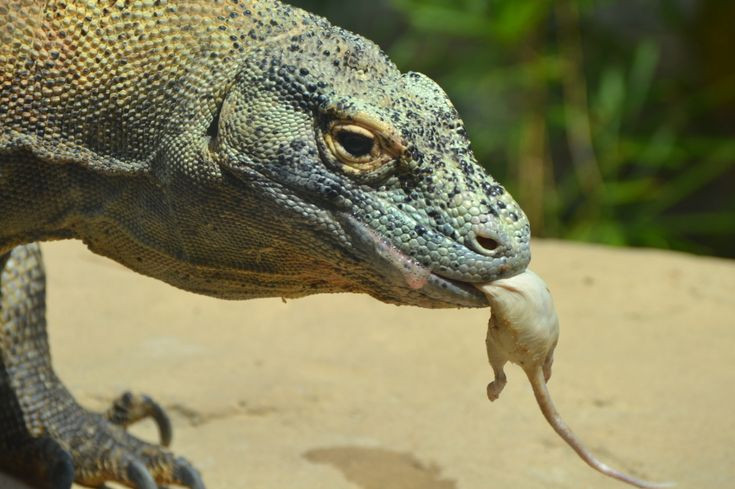 4. Khả năng tiêu thụ thức ăn đáng nể. Rồng Komodo có thể ăn tới 80% trọng lượng cơ thể chỉ trong một bữa, nhờ hệ tiêu hóa rất mạnh. Ảnh: Pinterest.