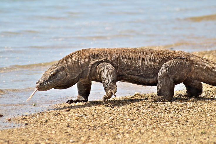 5. Vai trò của xác chết trong thức ăn. Ngoài săn mồi, rồng Komodo còn là kẻ săn mồi xác chết, giúp dọn dẹp môi trường và ngăn ngừa dịch bệnh. Ảnh: Pinterest.