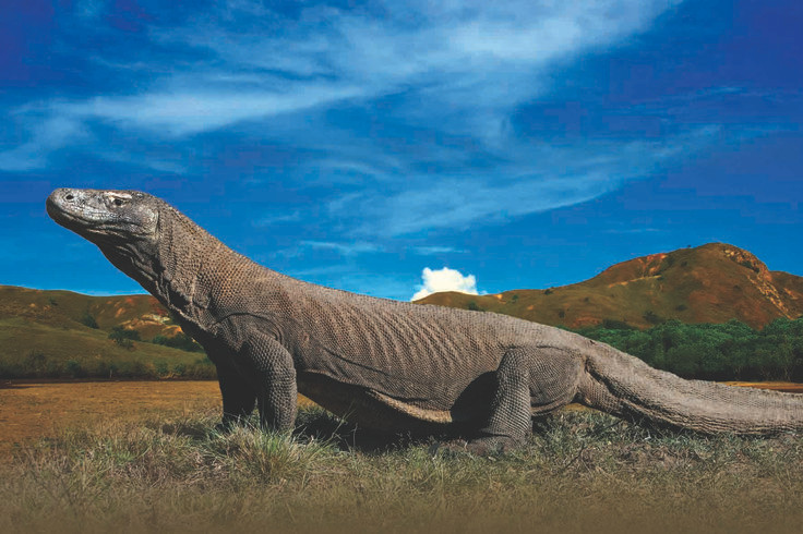 7. Tuổi thọ cao. Trung bình, rồng Komodo sống từ 25 đến 30 năm trong tự nhiên, một con số ấn tượng đối với loài bò sát. Ảnh: Pinterest.