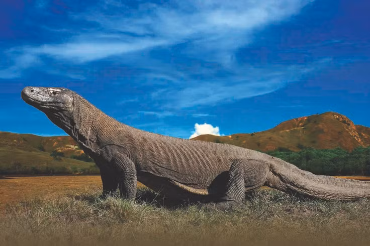  7. Tuổi thọ cao. Trung bình, rồng Komodo sống từ 25 đến 30 năm trong tự nhiên, một con số ấn tượng đối với loài bò sát. Ảnh: Pinterest.