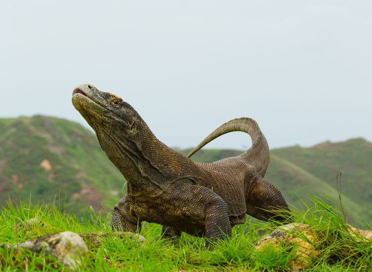 1. Loài thằn lằn lớn nhất. Rồng Komodo có thể dài tới 3 mét và nặng hơn 70 kg, khiến chúng trở thành loài thằn lằn lớn nhất còn sống trên Trái Đất. Ảnh: Pinterest.