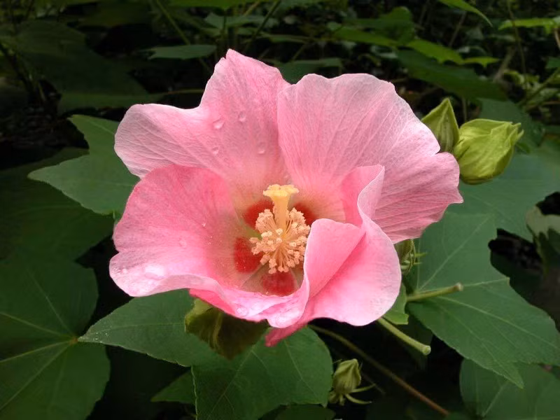 Hoa phù dung: Hoa phù dung có vẻ đẹp mong manh nhưng "sáng nở tối tàn", tượng trưng cho sự ngắn ngủi và vô thường. 