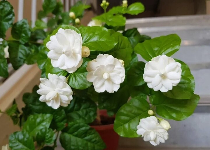 Hoa nhài: Hoa nhài mang vẻ đẹp tinh khôi và hương thơm dịu nhẹ, nhưng lại bị kiêng kỵ vì những câu chuyện dân gian liên quan đến sự không tích cực.