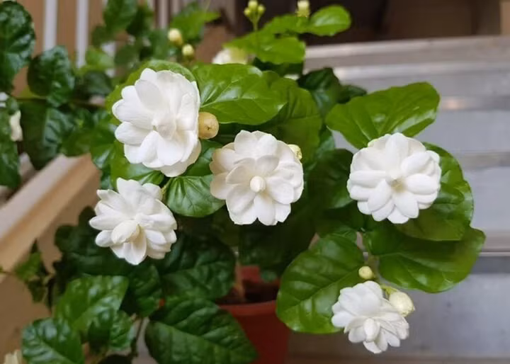 Hoa nhài: Hoa nhài mang vẻ đẹp tinh khôi và hương thơm dịu nhẹ, nhưng lại bị kiêng kỵ vì những câu chuyện dân gian liên quan đến sự không tích cực. 