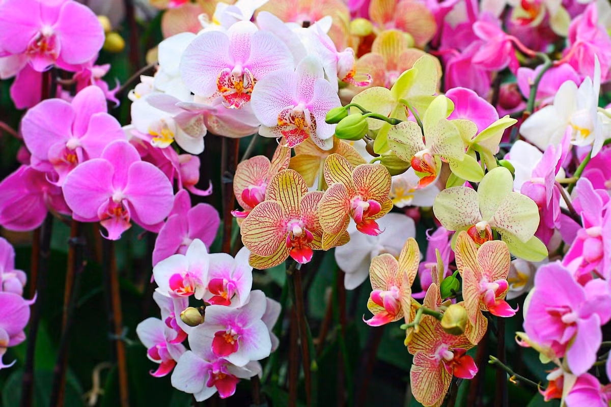 Hoa phong lan: Hoa phong lan đẹp kiêu sa, nhưng chữ "phong" trong tên gọi liên quan đến "phong tình, phóng túng", không phù hợp với sự nghiêm trang của bàn thờ. 