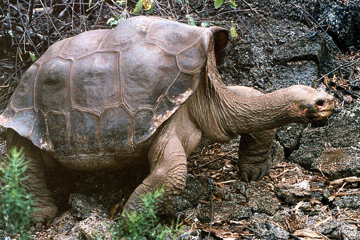  6. Chúng có thể sống hàng tháng mà không cần thức ăn hay nước. Nhờ khả năng tích trữ nước và chất béo hiệu quả, loài rùa này có thể sống sót trong điều kiện khắc nghiệt. Ảnh: Pinterest.