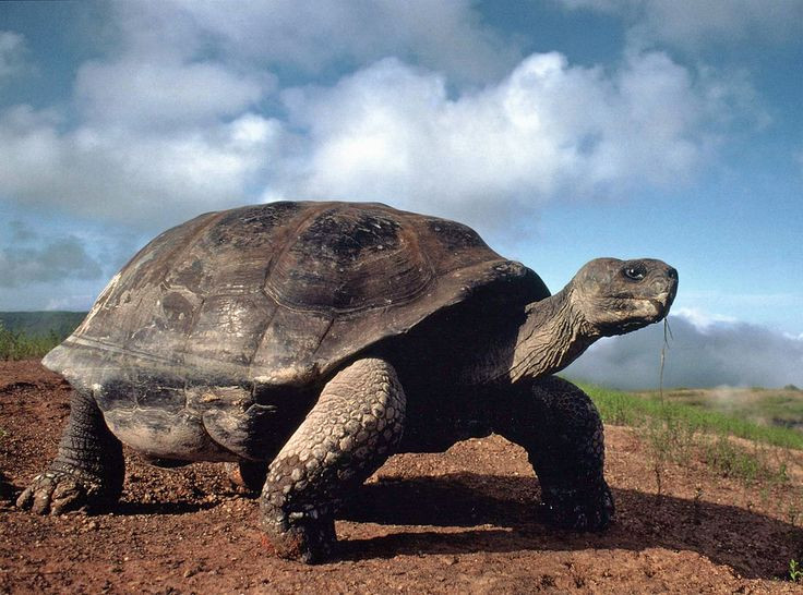  3. Có nhiều phân loài khác nhau dựa theo đảo sinh sống. Mỗi đảo lớn trong quần đảo Galápagos có một hoặc nhiều phân loài rùa riêng biệt, thích nghi với môi trường sống đặc thù. Ảnh: Pinterest.