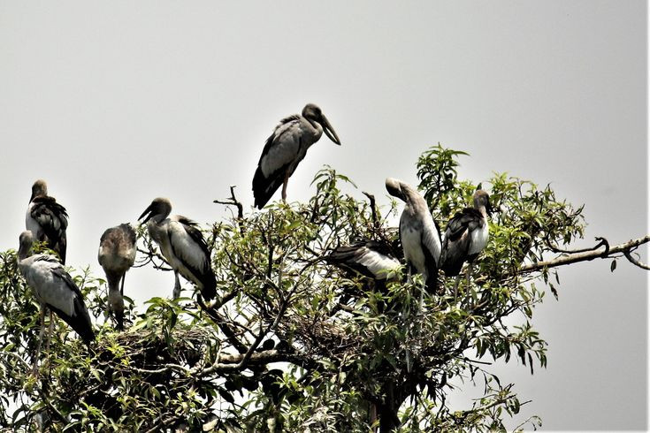  3. Cò nhạn thường sống theo đàn lớn. Chúng là loài chim sống xã hội, thường tụ tập thành đàn hàng trăm con tại các vùng ngập nước, đặc biệt là vào mùa sinh sản. Ảnh: Pinterest.