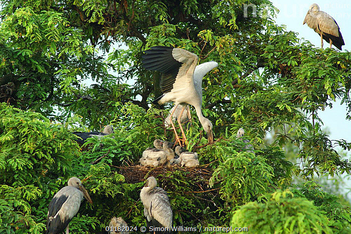  6. Cò non cần nhiều tháng để học săn ốc. Dù có bản năng ăn ốc từ nhỏ, cò nhạn non vẫn phải mất thời gian dài luyện tập để sử dụng chiếc mỏ đặc biệt một cách hiệu quả. Ảnh: naturepl.com.