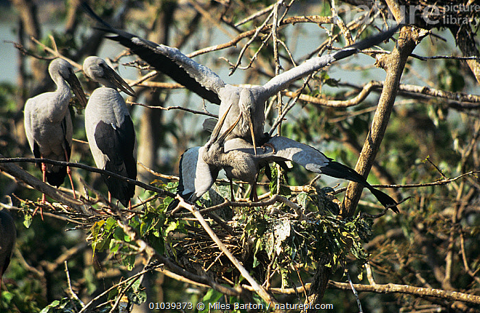  4. Tổ được làm trên cây cao, gần mặt nước. Chúng thường chọn các cây lớn nằm gần ao hồ để làm tổ, giúp dễ dàng tiếp cận nguồn thức ăn và bảo vệ chim non khỏi kẻ thù dưới mặt đất. Ảnh: naturepl.com.