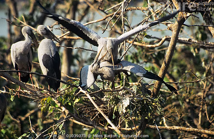  4. Tổ được làm trên cây cao, gần mặt nước. Chúng thường chọn các cây lớn nằm gần ao hồ để làm tổ, giúp dễ dàng tiếp cận nguồn thức ăn và bảo vệ chim non khỏi kẻ thù dưới mặt đất. Ảnh: naturepl.com.